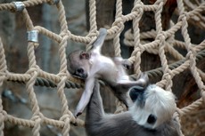 Grauer Langur_3.JPG